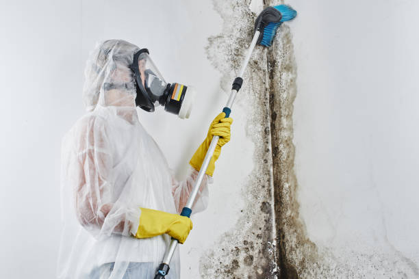Best Mold Removal Process  in Southside, AR
