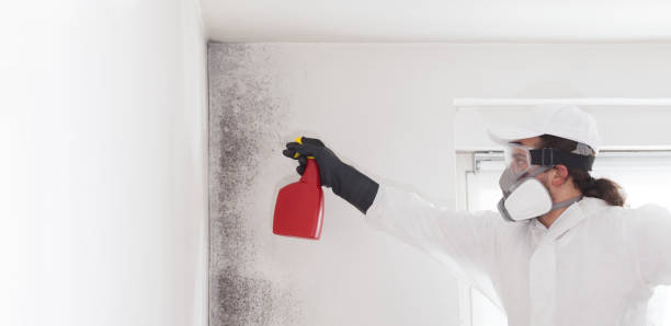 Best Office Mold Removal Services  in Southside, AR