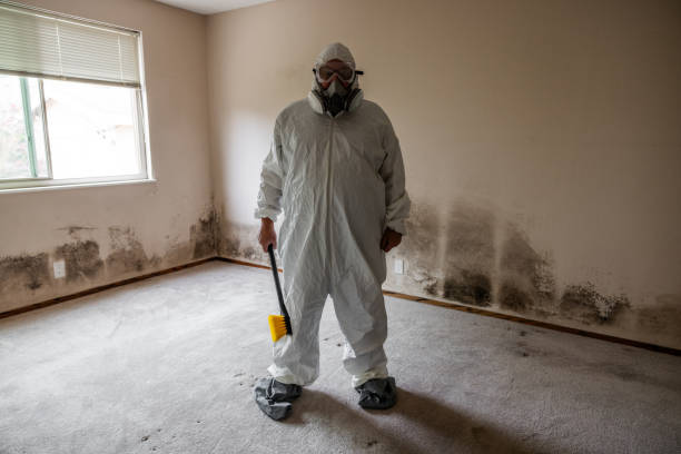 Best Toxic Mold Removal  in Southside, AR