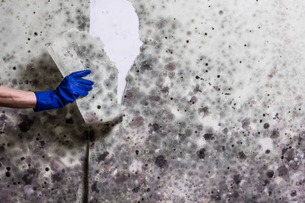Best Local Mold Removal Service  in Southside, AR